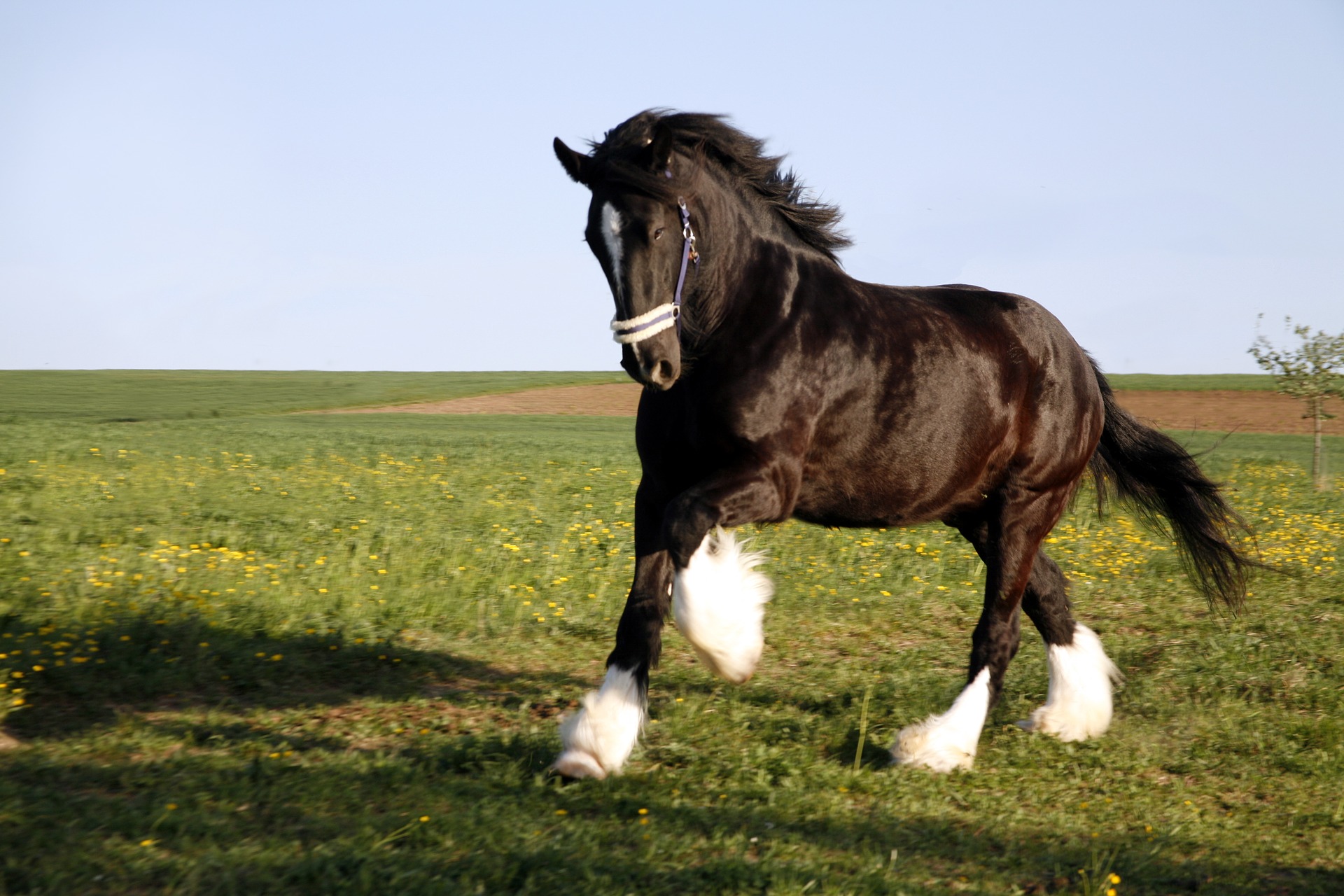 Bild von einem Pferd